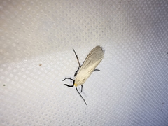 Pygarctia flavidorsalis