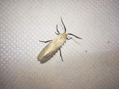 Pygarctia flavidorsalis