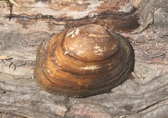 Cyclonaias necki