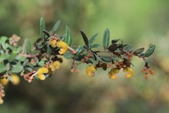 Grevillea chrysophaea