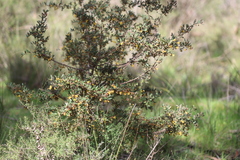 Grevillea chrysophaea