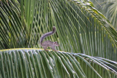 Sciurus yucatanensis