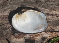 Cyclonaias necki