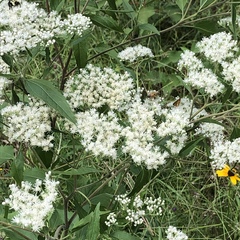 Eupatorium serotinum