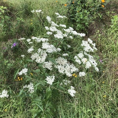 Eupatorium serotinum
