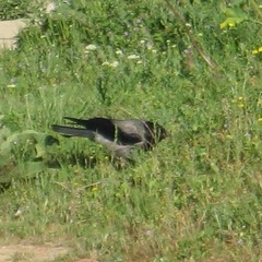 Corvus cornix