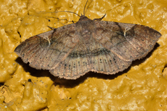 Azeta repugnalis