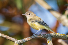 Vireo bellii bellii
