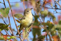 Vireo bellii bellii