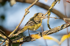 Vireo bellii bellii