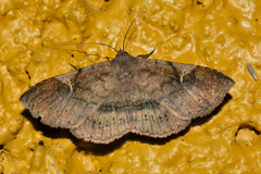 Azeta repugnalis
