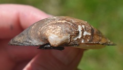 Cyclonaias necki