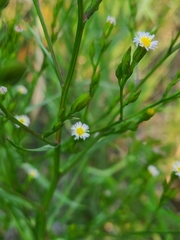 Symphyotrichum subulatum subulatum