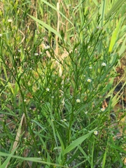Symphyotrichum subulatum subulatum