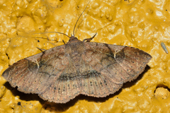 Azeta repugnalis