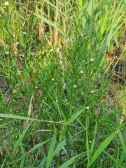Symphyotrichum subulatum subulatum