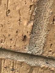 Camponotus novaeboracensis