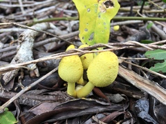 Leucocoprinus birnbaumii image
