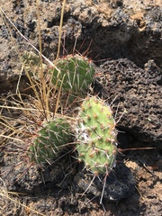 Opuntia polyacantha polyacantha