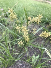Cyperus esculentus leptostachyus