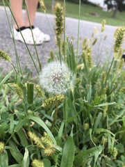 Taraxacum