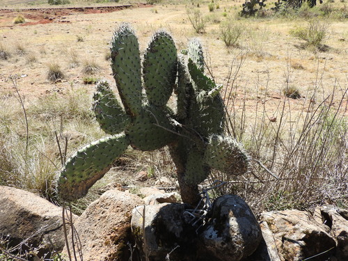 Image of Opuntia streptacantha by (c) Oscar Alejandro Morales Juárez, some rights reserved (CC BY-SA)