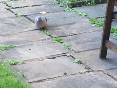 Columba palumbus