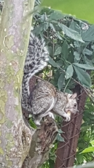 Sciurus variegatoides