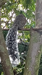 Sciurus variegatoides