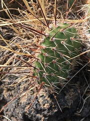 Opuntia polyacantha polyacantha