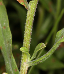 Sericocarpus oregonensis