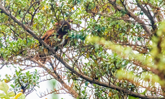 Glaucidium jardinii