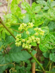 Causonis japonica