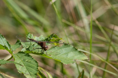 Sympetrum costiferum