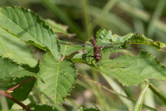 Sympetrum costiferum