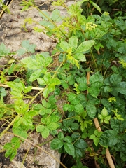 Causonis japonica