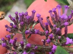 Buddleja davidii