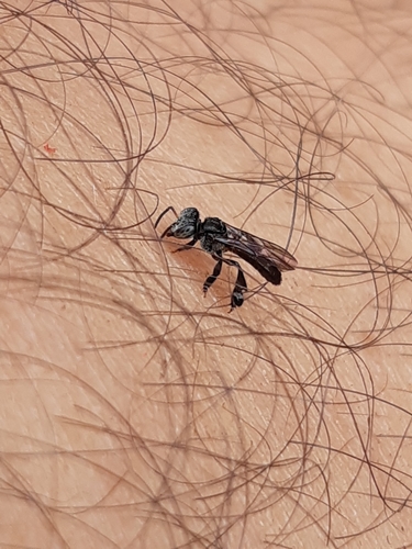 Scaura latitarsis