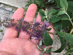 Buddleja davidii