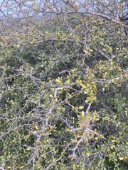 Condalia buxifolia