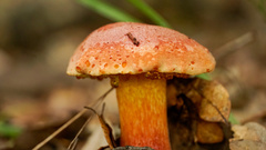 Butyriboletus floridanus image