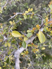 Condalia buxifolia