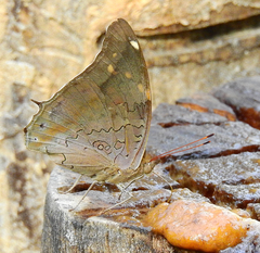 Historis acheronta