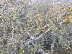 Condalia buxifolia
