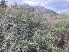 Condalia buxifolia