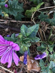 Malva sylvestris