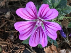 Malva sylvestris