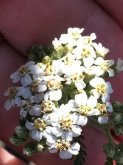 Achillea millefolium