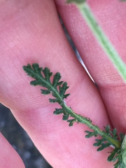 Achillea millefolium