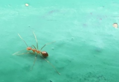 Anoplolepis gracilipes